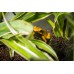 Rana Flecha  - Phyllobates Terribilis